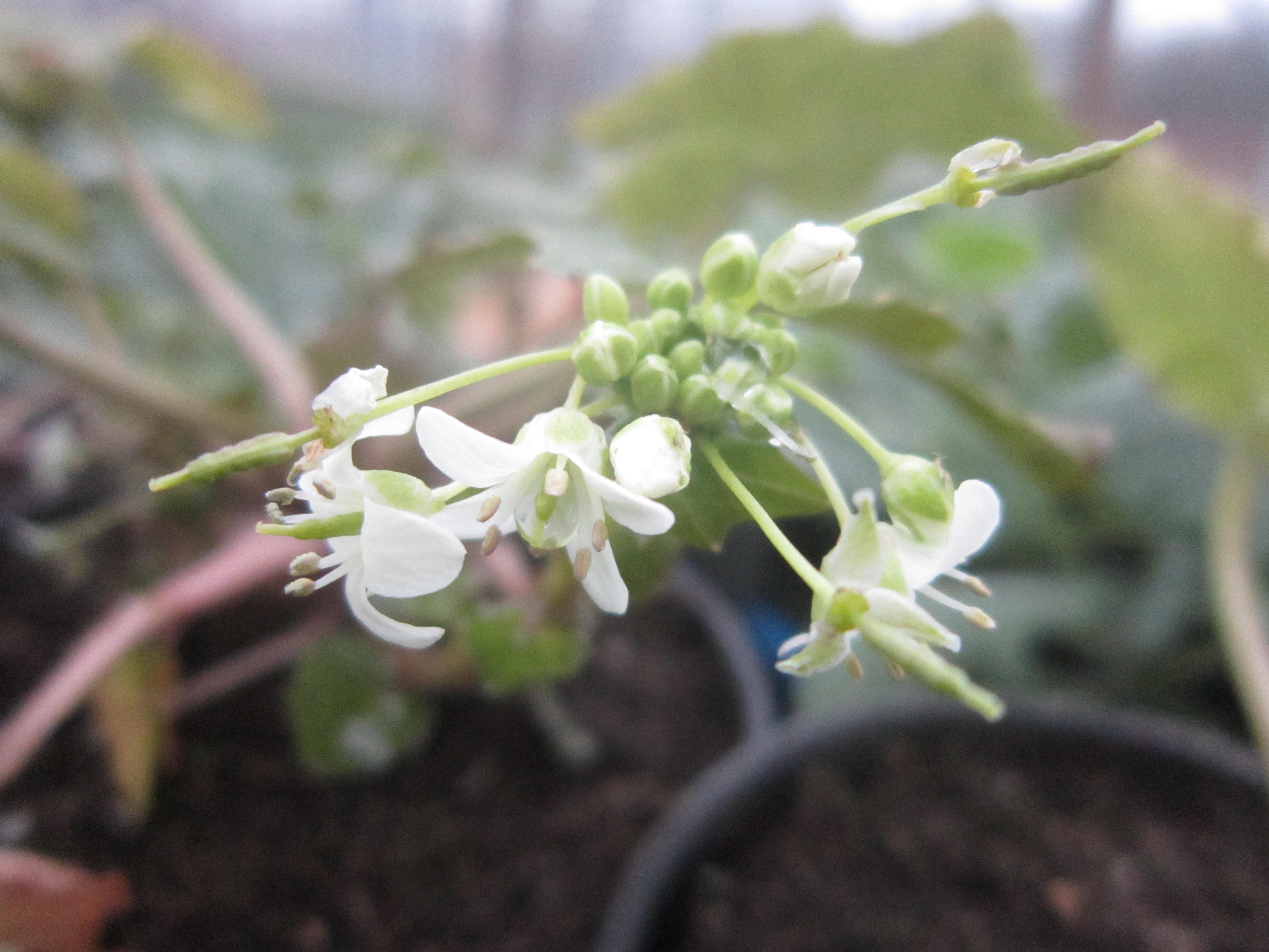 Wasabi at NamaYasai LLP Japanese Vegetable Growers in the UK